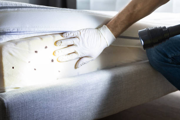 Best Cockroach Control Services  in Sheldon, IA